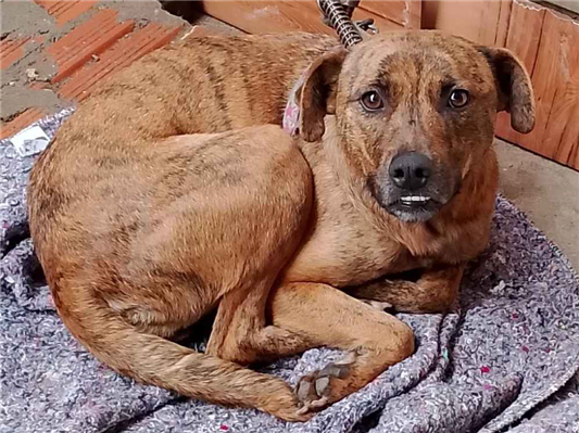 Cachorro cão para adoção Fêmea Médio  2 anos 