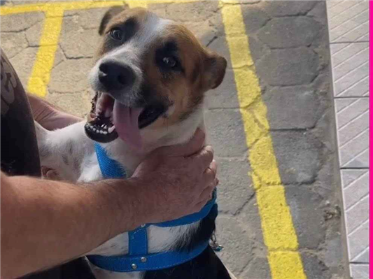 Cachorro cão para adoção Fêmea Médio  2 anos 
