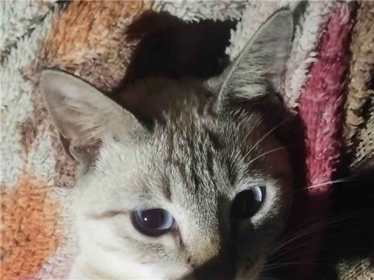 Gato Procura-Perdido Macho Médio 2 a 6 meses 
