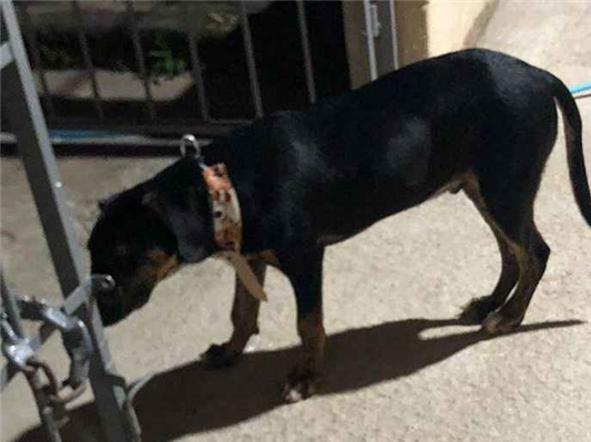 Cachorro cão para adoção Macho Grande 7 a 11 meses 