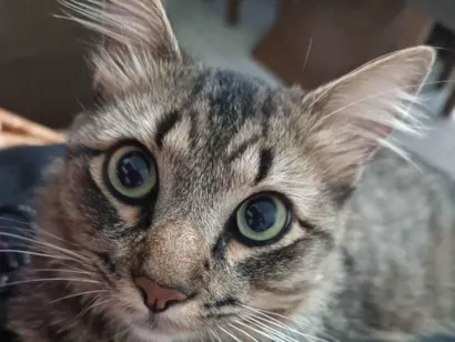 Gato SRD-ViraLata Medio 3-anos