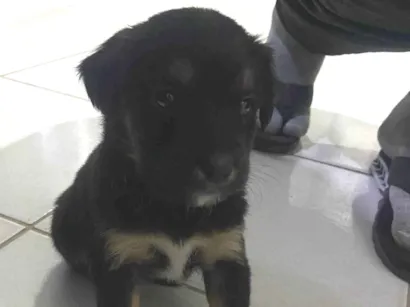 Cao SRD-ViraLata Medio Abaixo-de-2-meses