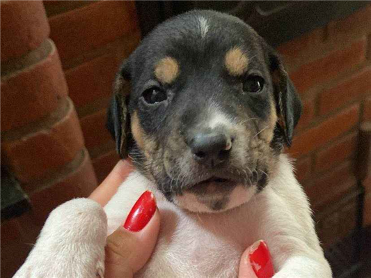 Cachorro cão para adoção Macho Médio  Abaixo de 2 meses 