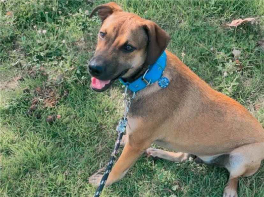 Cachorro cão para adoção Macho Médio  7 a 11 meses 