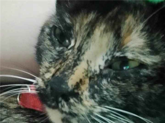 Gato para adoção Fêmea Médio 7 a 11 meses