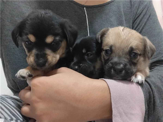Cachorro cão para adoção Ambos Médio  Abaixo de 2 meses 