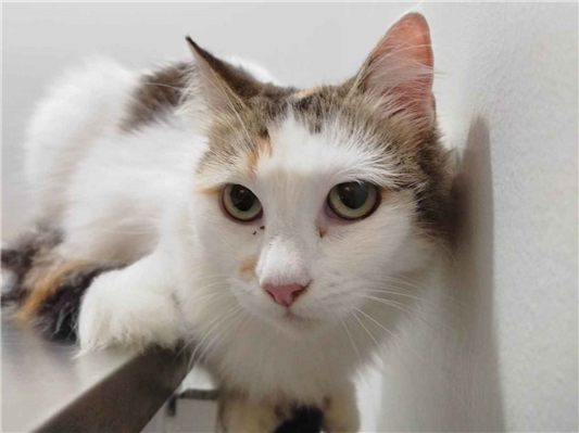 Gato para adoção Fêmea Pequeno 2 anos