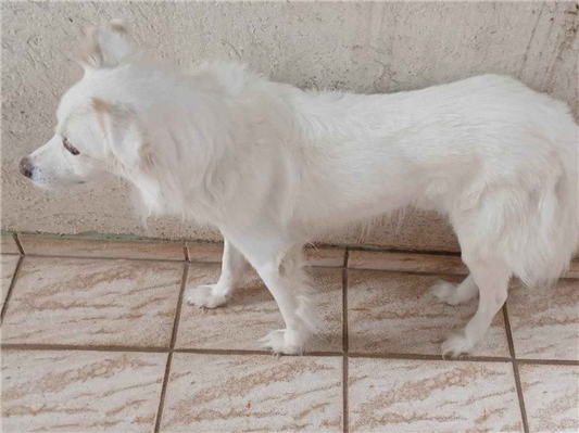 Cachorro cão para adoção Macho Médio  6 anos Acima 