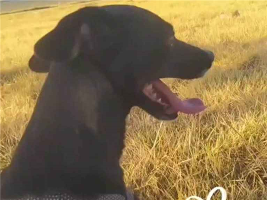 Cachorro cão para adoção Fêmea Pequeno 4 anos 