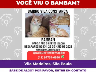 Gato SRD-ViraLata Pequeno 2-anos