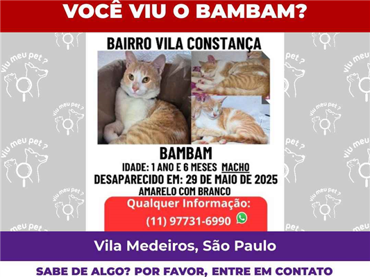 Gato Procura-Perdido Macho Pequeno 2 anos 