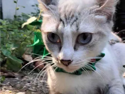 Gato SRD-ViraLata Pequeno 7-a-11-meses