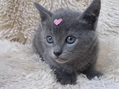 Gato Exótico Pequeno Abaixo-de-2-meses
