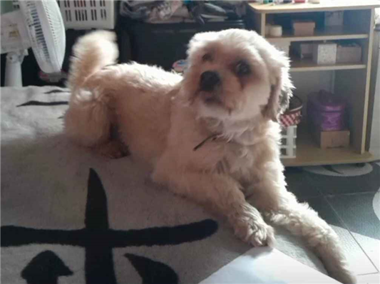 Cachorro cão para adoção Macho Médio  2 anos 