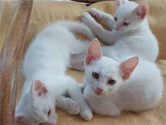 Gato para adoção Macho Pequeno 2 a 6 meses