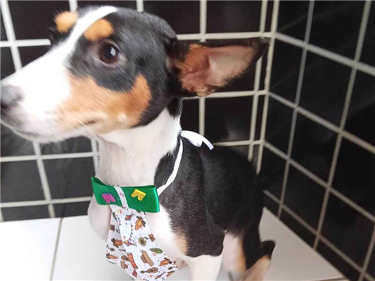 Cachorro cão para adoção Macho Médio  2 a 6 meses 