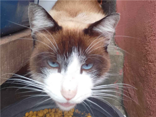 Gato para adoção Macho Médio 1 ano