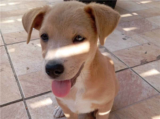 Cachorro cão para adoção Fêmea Médio  7 a 11 meses 