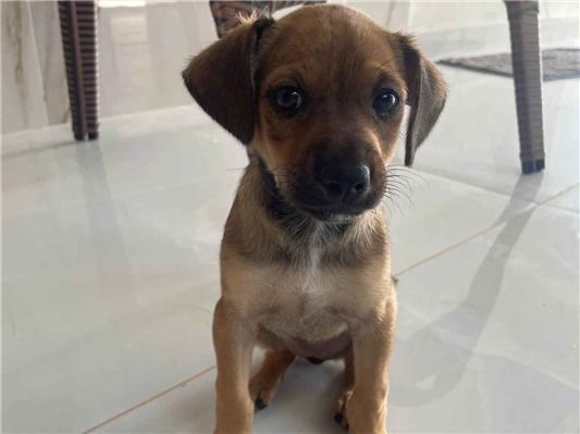 Cachorro cão para adoção Fêmea Médio  Abaixo de 2 meses 