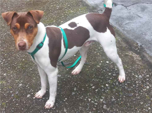 Cachorro cão para adoção Macho Pequeno 7 a 11 meses 