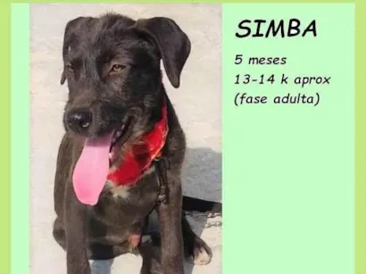 Cao SRD-ViraLata Medio 2-a-6-meses