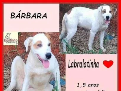 Cao SRD-ViraLata Medio 1-ano