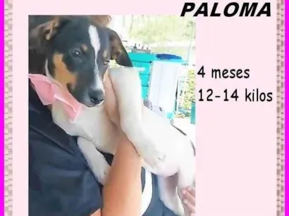 Cao SRD-ViraLata Medio 2-a-6-meses