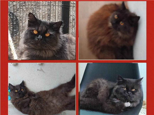 Gato Procura-Perdido Macho Médio 1 ano 