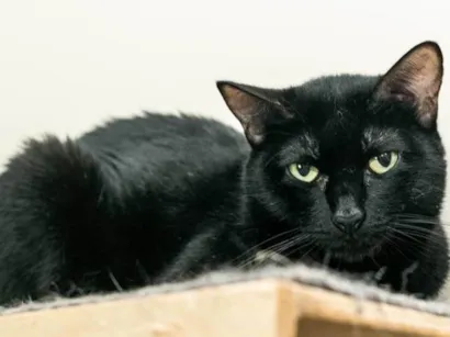 Gato SRD-ViraLata Pequeno 4-anos