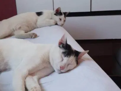 Gato SRD-ViraLata Pequeno 2-a-6-meses