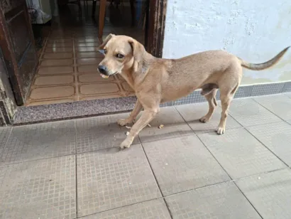 Cao SRD-ViraLata Pequeno 2-a-6-meses