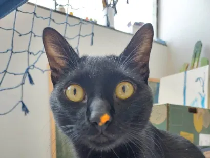 Gato SRD-ViraLata Medio 1-ano