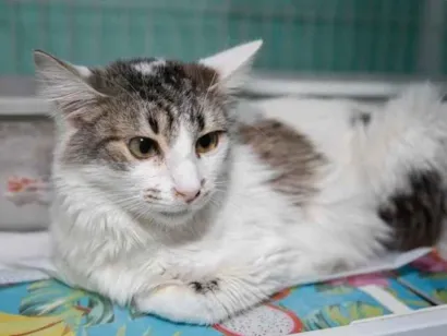 Gato SRD-ViraLata Pequeno 3-anos