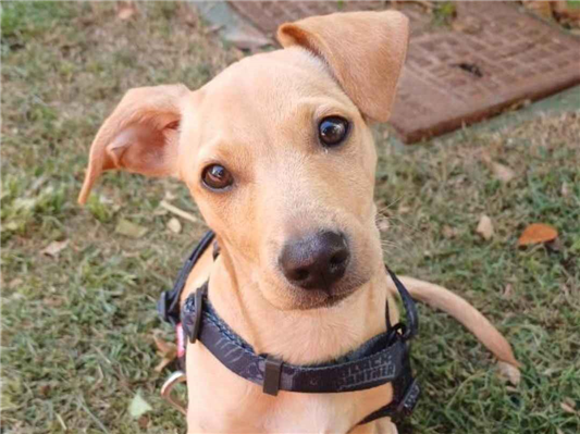 Cachorro cão para adoção Macho Médio  2 a 6 meses 