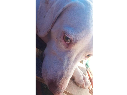 Cachorro cão para adoção Macho Médio  6 anos Acima 