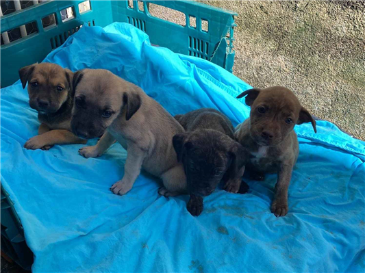Cachorro cão para adoção Fêmea Médio  2 a 6 meses 