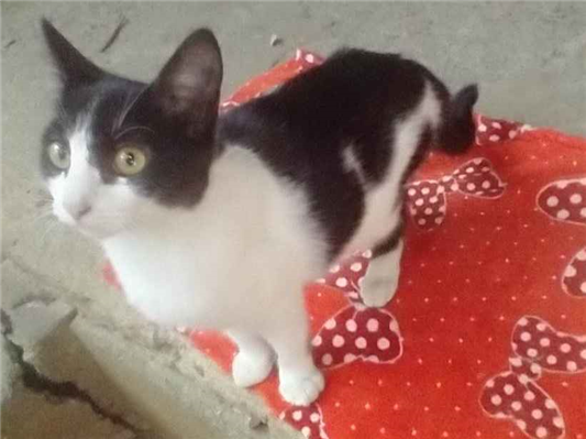 Gato para adoção Fêmea Pequeno 2 a 6 meses
