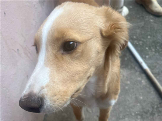 Cachorro cão para adoção Macho Pequeno 2 a 6 meses 