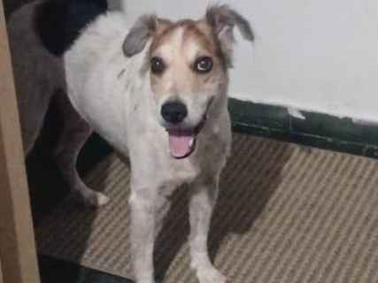 Cachorro cão para adoção Macho Médio  6 anos Acima 