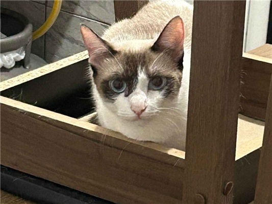 Gato para adoção Fêmea Pequeno 1 ano
