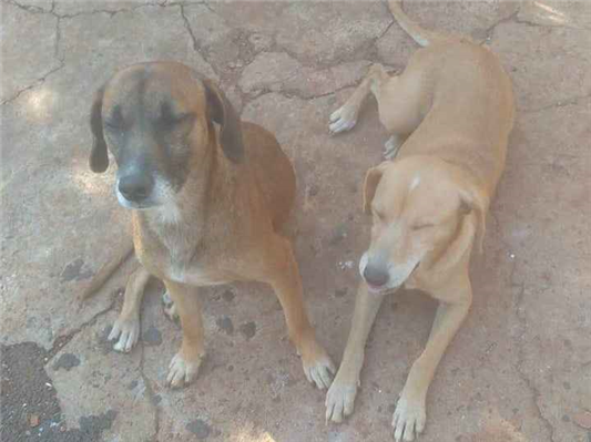 Cachorro cão para adoção Ambos Médio  4 anos 