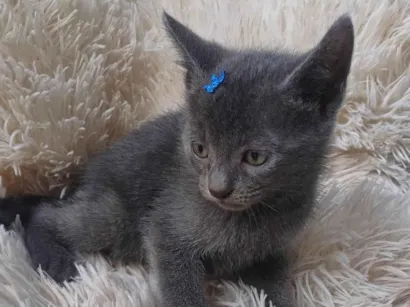 Gato Exótico Pequeno Abaixo-de-2-meses