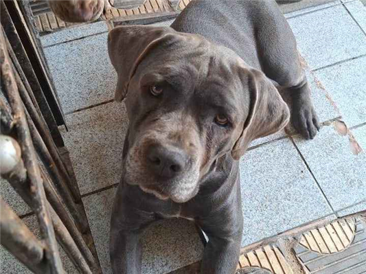 Cachorro cão para adoção Ambos Grande 2 anos 
