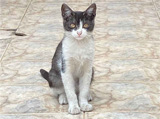 Gato para adoção Ambos Médio 7 a 11 meses
