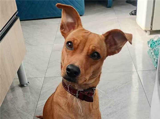 Cachorro cão para adoção Fêmea Médio  2 anos 