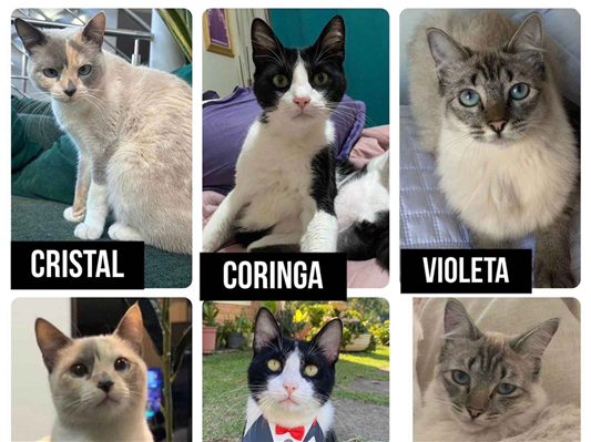 Gato para adoção Ambos Médio 5 anos