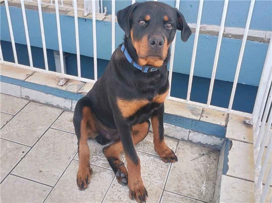 Cachorro cão para adoção Macho Grande 7 a 11 meses 
