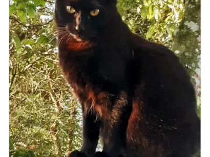 Gato SRD-ViraLata Medio 6-anos-Acima