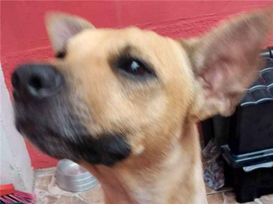 Cachorro cão para adoção Macho Médio  3 anos 