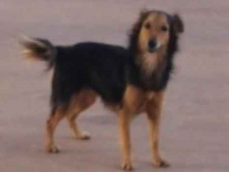 Cachorro cão para adoção Macho Médio  2 a 6 meses 